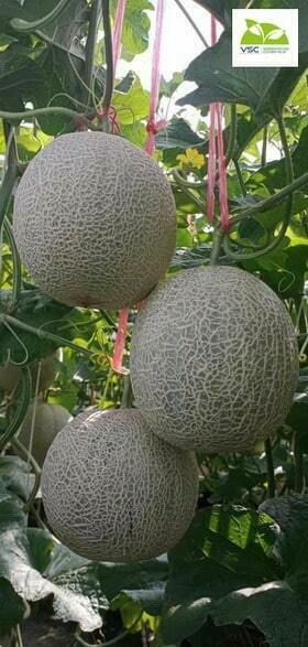 Màng Phủ Nhà Kính