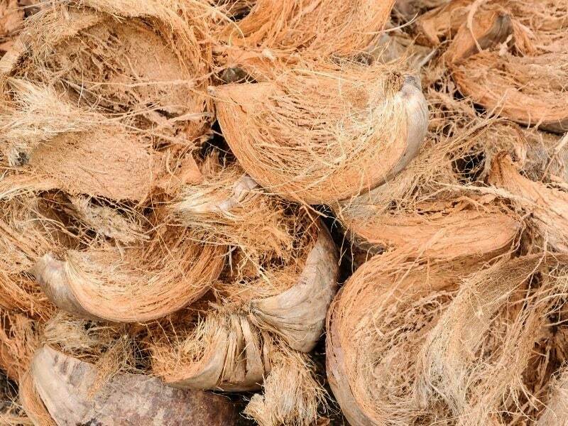Giá thể - xơ dừa