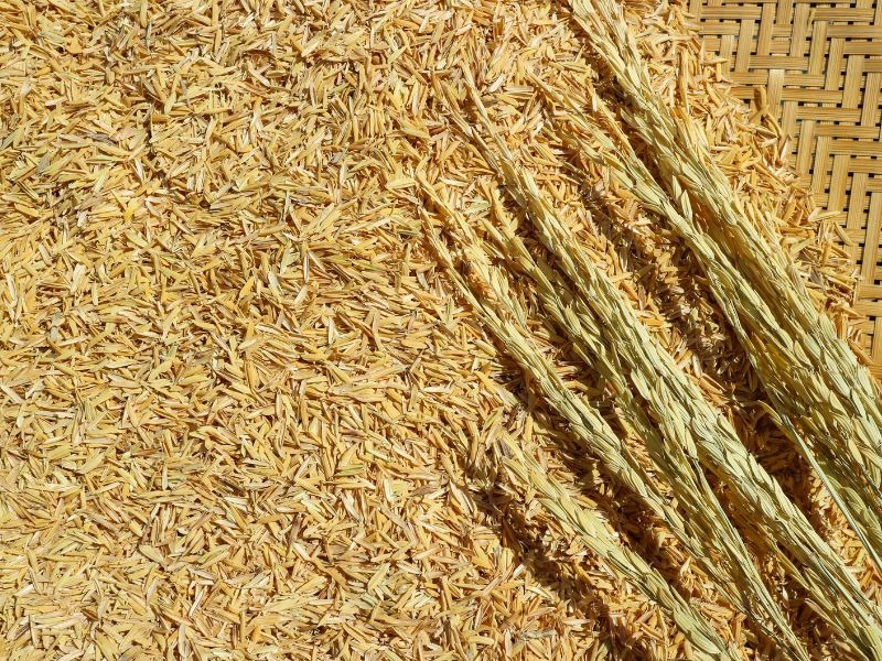 Giá thể - vỏ trấu