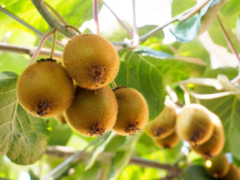 Trồng cây trong nhà kính 101: Kiwi 1 Cây kiwi