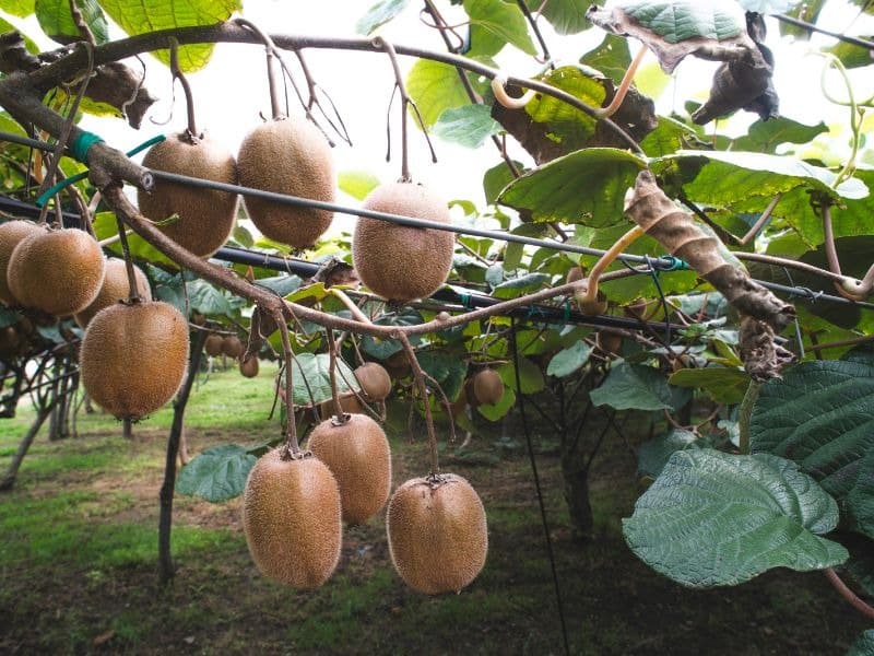 Trồng cây trong nhà kính 101: Kiwi 3 Trồng kiwi trong nhà kính