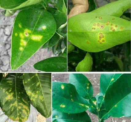 11 bệnh hại cây trồng thường gặp và cách phòng chống 6 Bệnh đốm lá