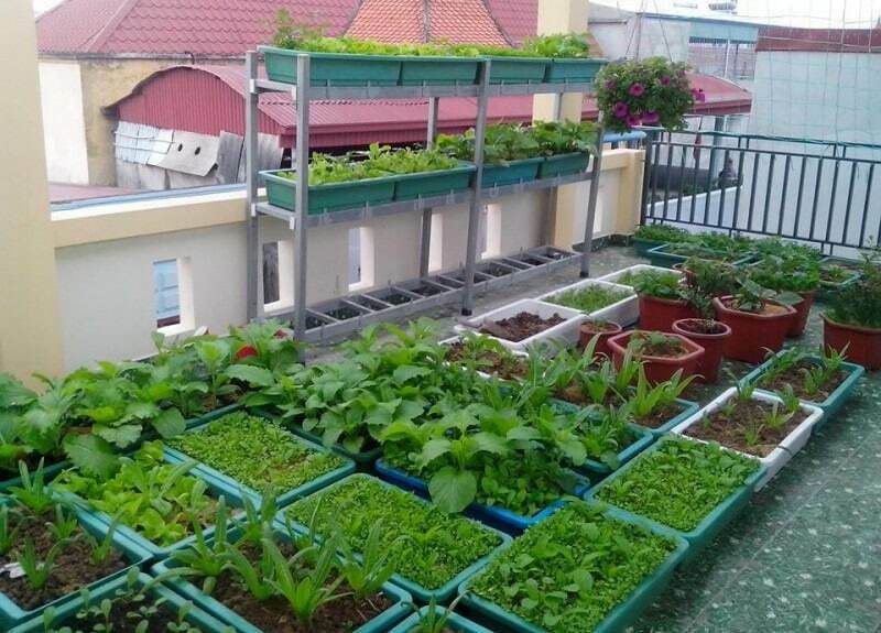 Trồng rau sạch tại nhà