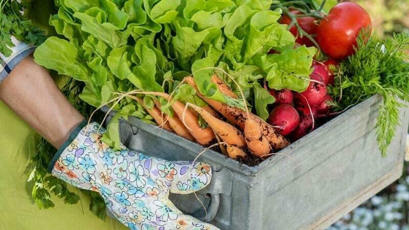 Rau Organic Là Gì? Cách Nhận Biết Rau Organic Và Rau Sạch 7 Bón phân sinh học