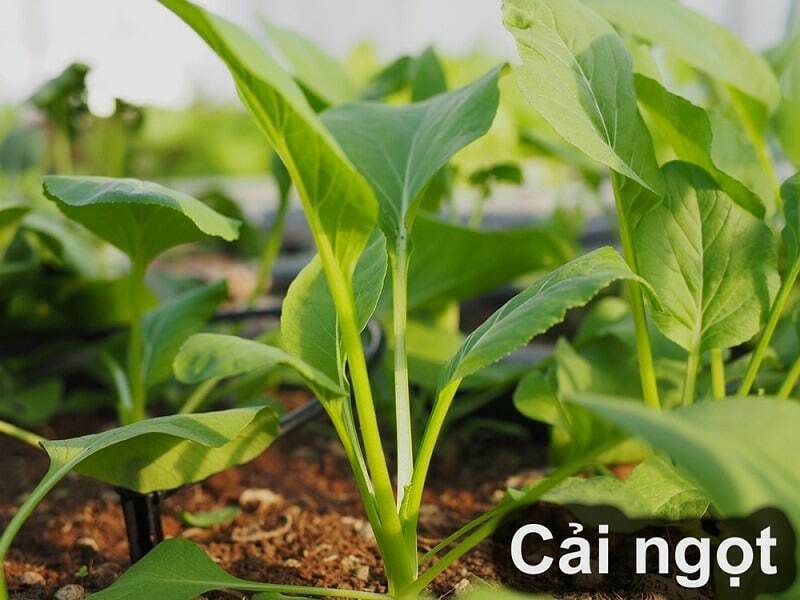 Cải ngọt