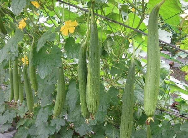 trồng rau vào tháng 3 - mướp hương
