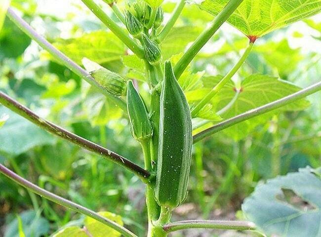 trồng rau vào tháng 3 - đậu bắp