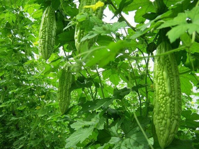 trồng rau vào tháng 3 - mướp đắng
