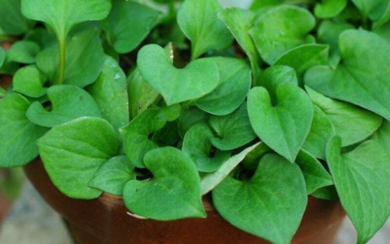 trồng rau vào tháng 3 - diếp cá