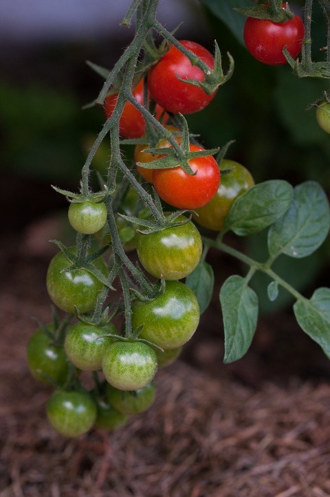 Lợi ích của việc trồng cà chua trong nhà kính