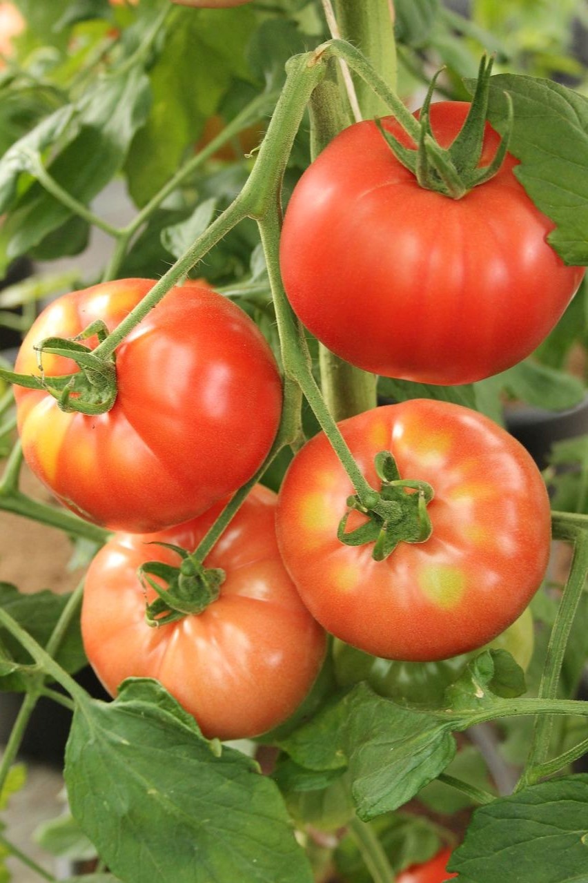 Các bước trồng cà chua trong nhà kính
