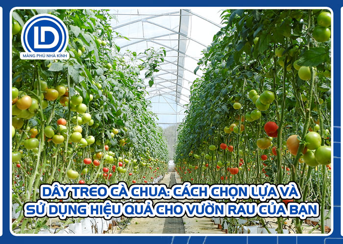 Dây treo cà chua trong nhà kính trồng cây dây leo