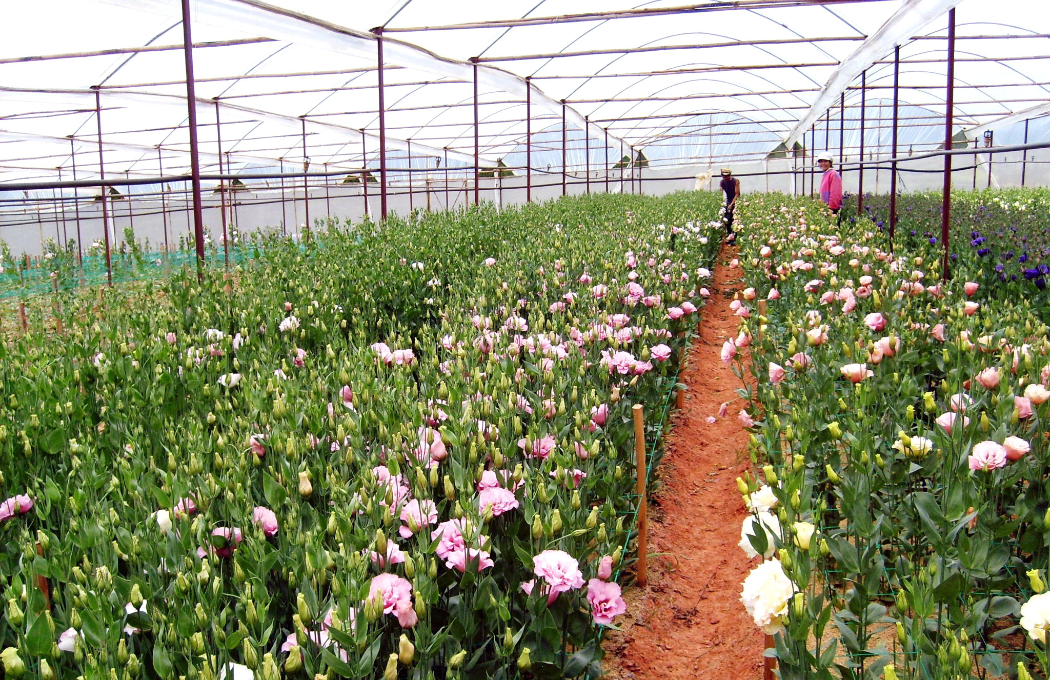 Bán lẻ màng phủ nhà kính israel tại Đà Lạt