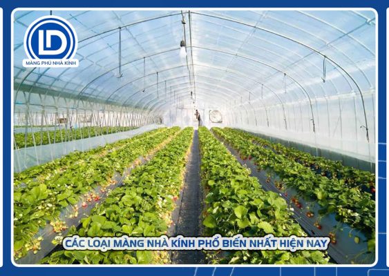 Các loại màng nhà kính phổ biến
