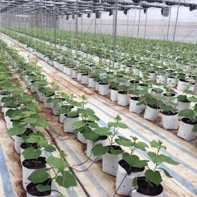 sắp xếp túi 2 da trồng cây và hệ thống treo, tưới nước