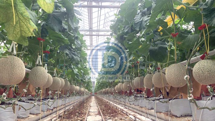 Túi pe trồng dưa lưới trong nhà kính