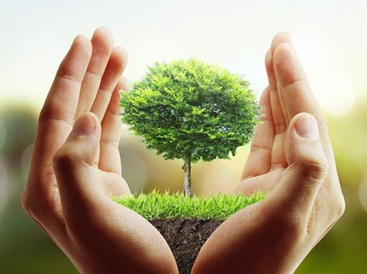 Chăm sóc cây như thế nào cho người mới?