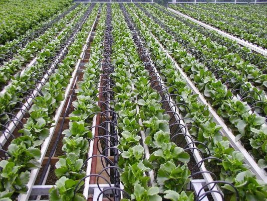 hệ thống trồng cây trên giá thể tưới nhỏ giọt
