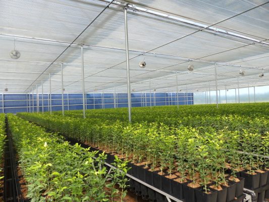 Nhà kính dùng lưới chống côn trùng trong nông nghiệp