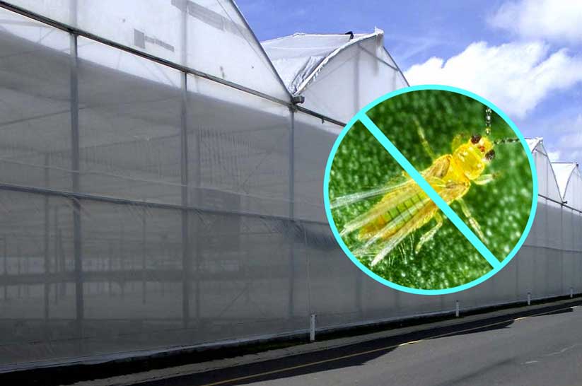 LƯỚI CHẮN CÔN TRÙNG 6 Lưới mùng chắn côn trùng trong nhà kính hiệu quả