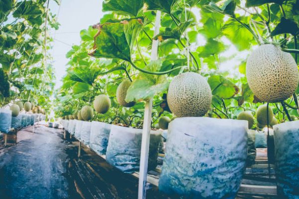 Trồng dưa lưới trong nhà kính hiệu quả