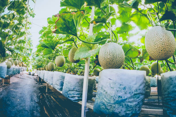 Mô hình trồng dưa lưới trong nhà màng: Bí quyết thành công từ các chuyên gia 14 Trồng dưa lưới trong nhà kính hiệu quả
