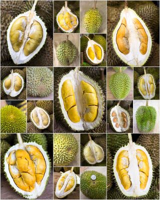 Các loại sầu riêng