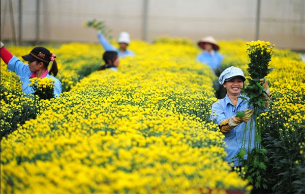 Kỹ thuật trồng hoa cúc trong nhà kính - Cúc Nhật