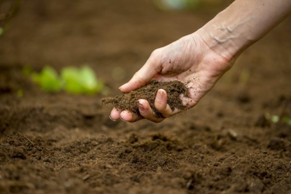 Cày xới đất trước khi trồng cây