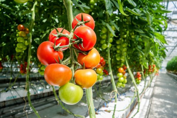 Trồng cây cà chua trong nhà màng nông nghiệp cho hiệu quả cao