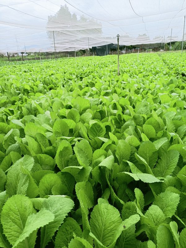 Cài xanh trồng với lưới chắn côn trùng