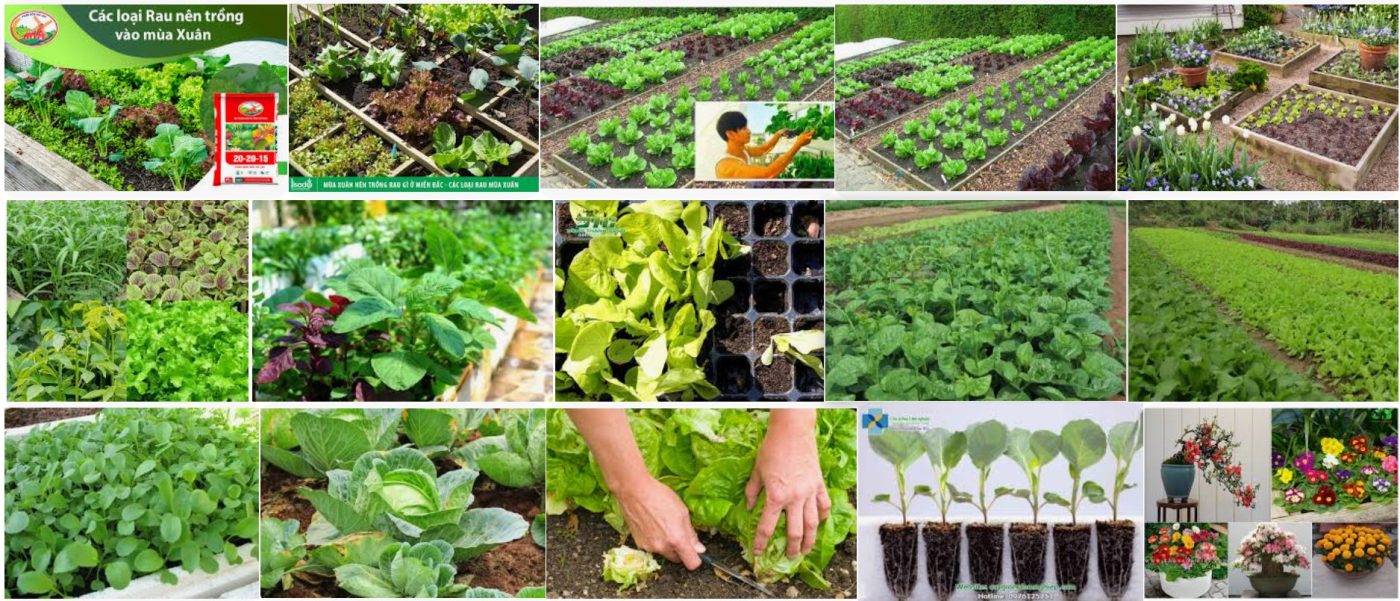 Chọn giống cây trồng cho từng mùa - Mùa Xuân