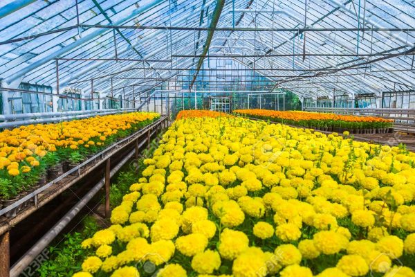 Hoa cúc vạn thọ trông vào mùa đông trong nhà màng