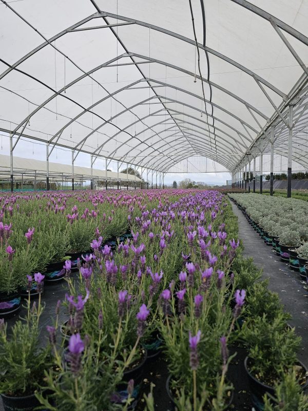 Hoa oải hương - Lavender là một loại cây lấy tinh dầu phù hợp trồng mua đông