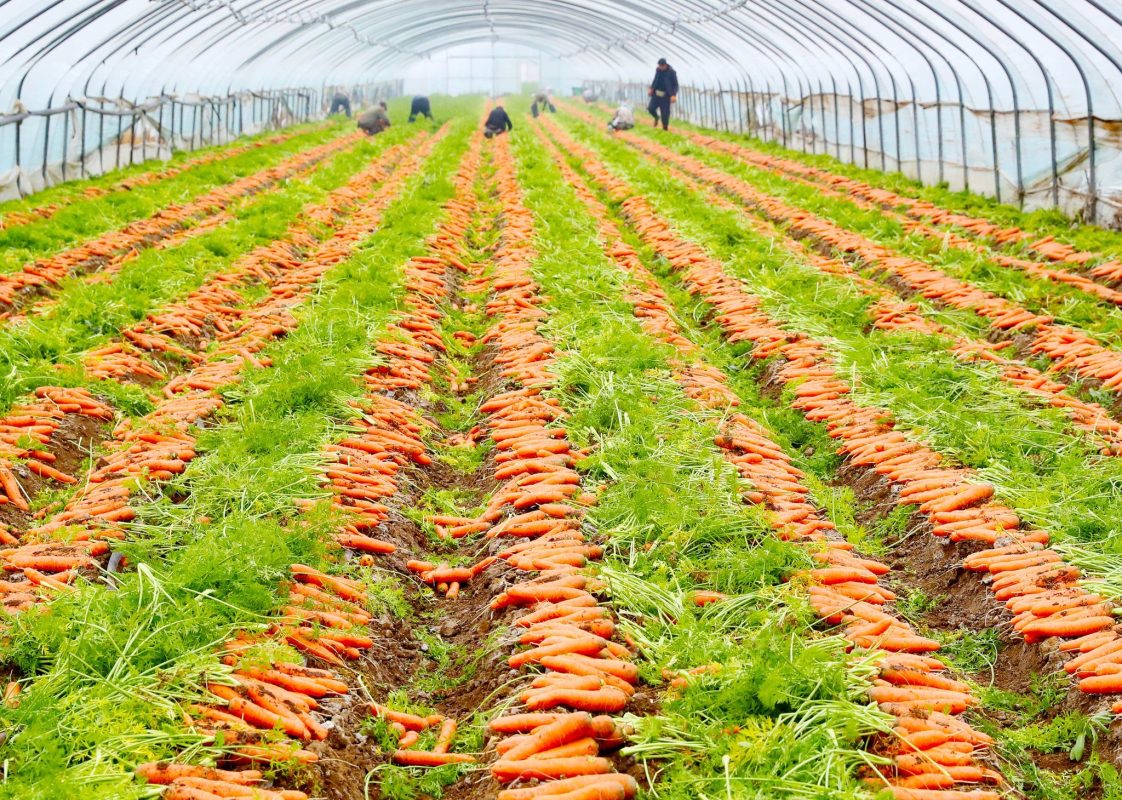 Thu hoạch cà rốt trồng trong nhà kính mùa đông