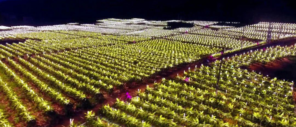 Vì sao các nhà vườn trồng cây thanh long thắp đèn vào ban đêm?