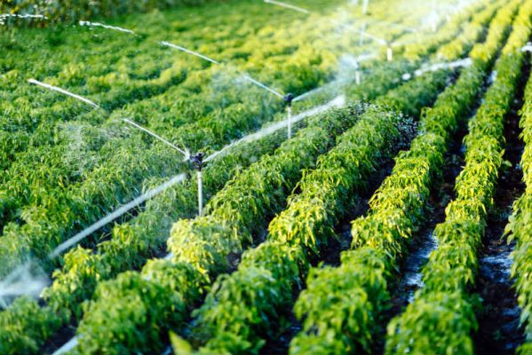 Công nghệ phun tưới tự động trong nông nghiệp