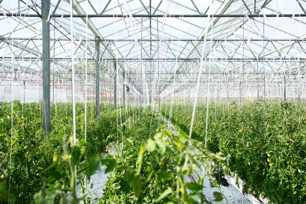 Máng lợp nhà kính giá bao nhiêu là phù hợp với vườn của bạn?