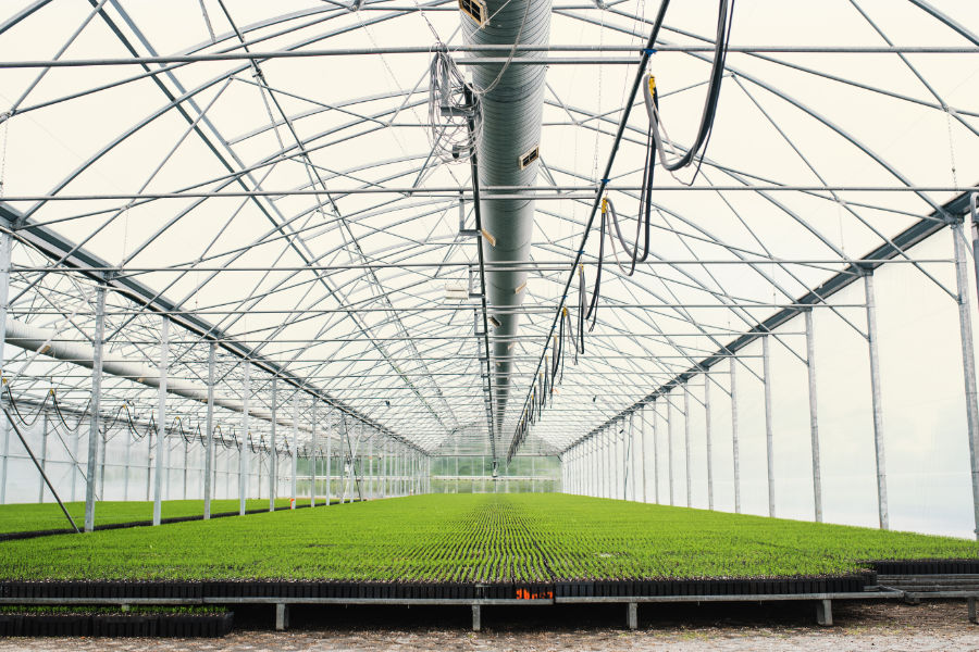 How Much Does a Commercial Greenhouse Cost