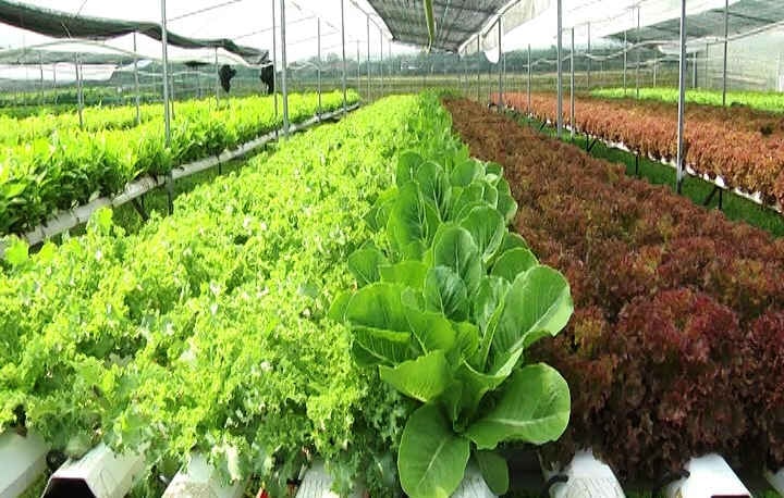 Khởi nghiệp nghành nông nghiệp sách với nhà màng nhà kính tại Quảng Nam và Đà Nẵng