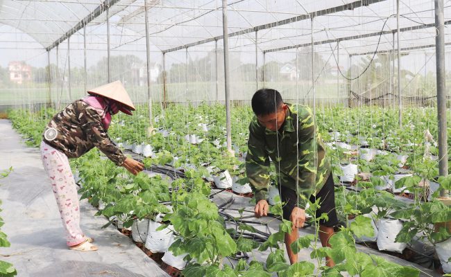 Trồng dưa lưới trong nhà màng nhà kính tại Bắc Ninh và Bắc Giang