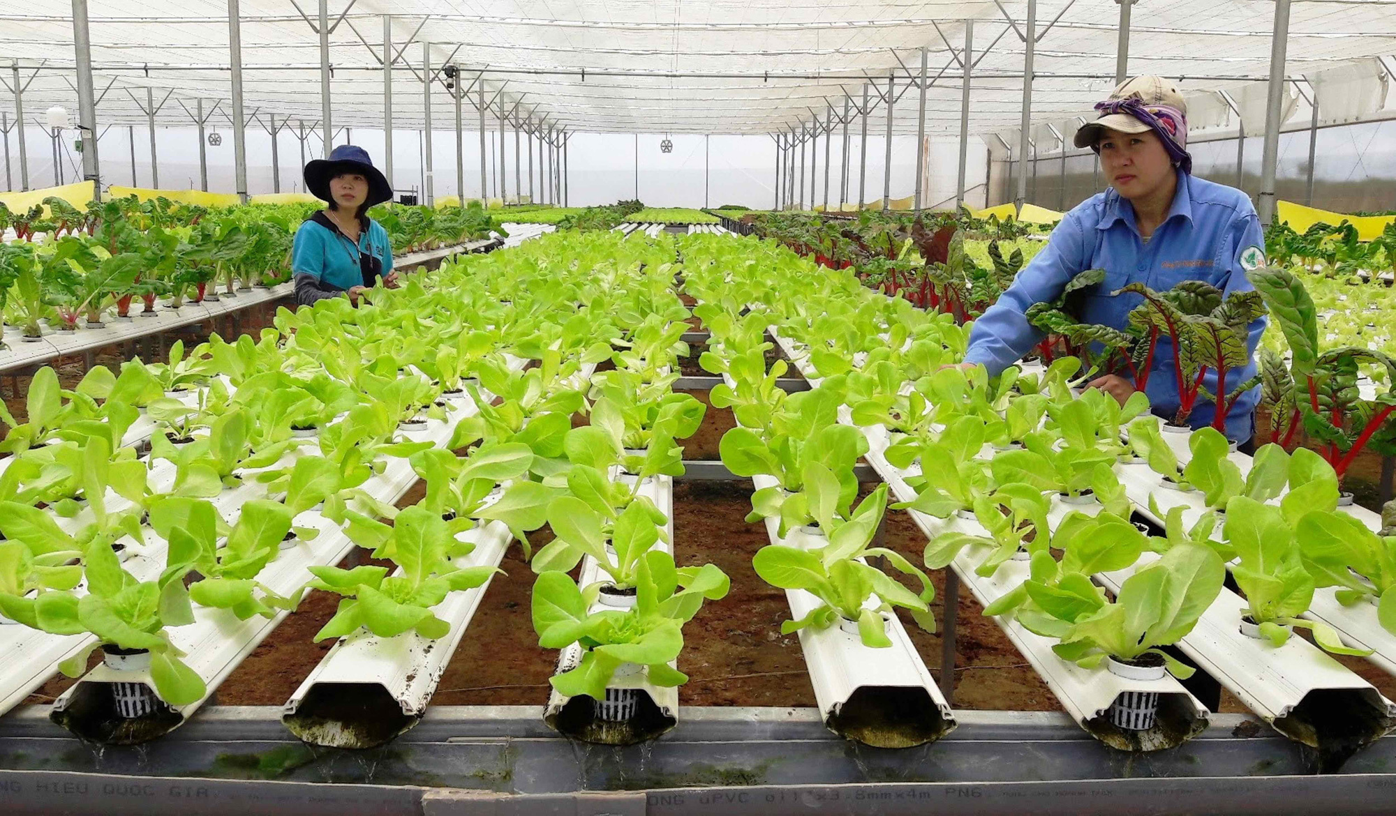 Thiết kế nhà màng thích ứng biến đổi khí hậu miền Trung: Giải pháp bền vững cho nhà nông 2 Công nhân làm việc trong nhà màng nhà kính tại cao nguyên Tây Nguyên
