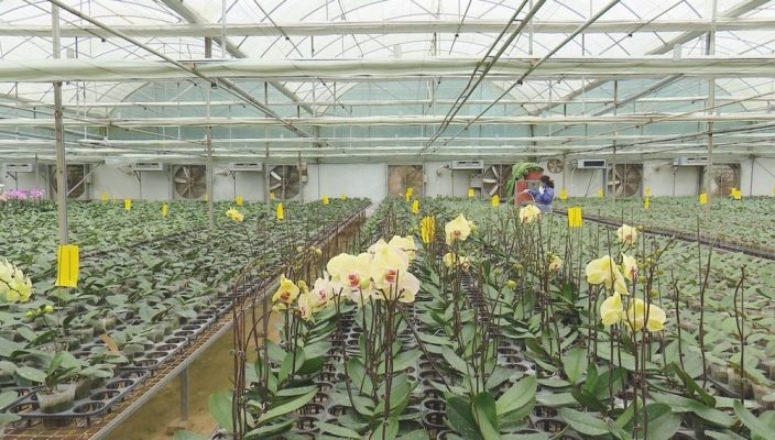 Trồng hoa lan trong nhà màng nhà kính tại Sơn La và Lai Châu
