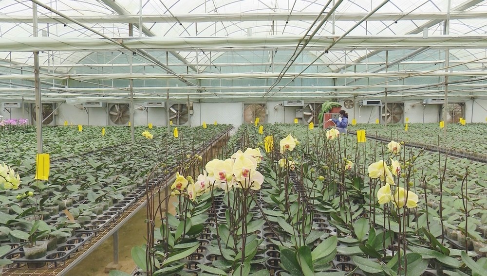 Cung cấp vật tư màng nhà kính tại Sơn La và Lai Châu 1 Trồng hoa lan trong nhà màng nhà kính tại Sơn La và Lai Châu