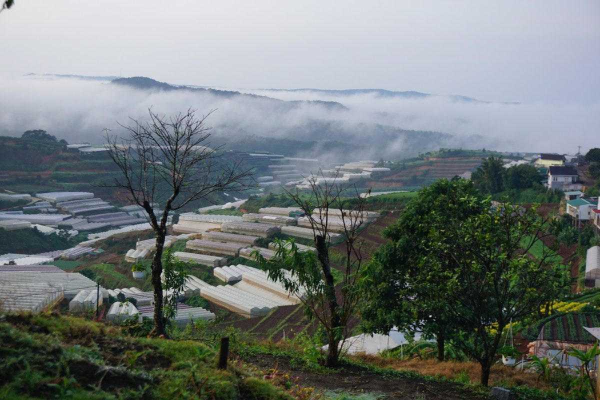 Cách Chăm Sóc Cây Trồng Trong Nhà Kính Vào Mùa Hè: Bí Quyết Chống Nóng, Tăng Năng Suất 2 Farm ở Đà Lạt sử dụng nhà kính cực kỳ phổ biến