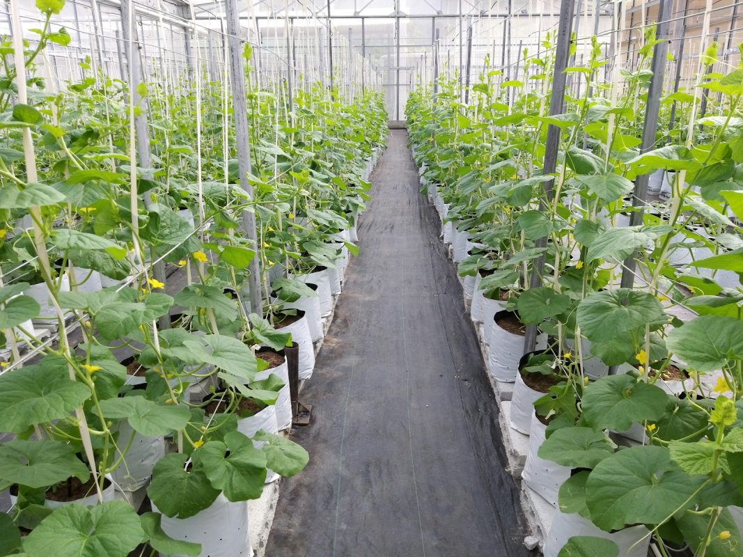 Cây trồng trong túi bầu ở nhà kính nông nghiệp