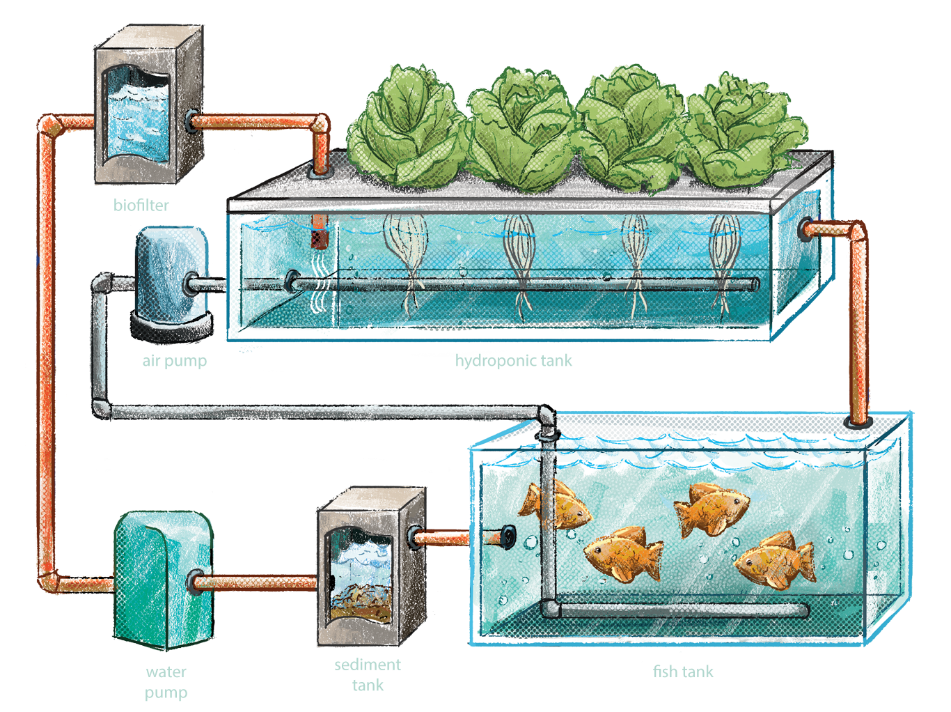 Hệ thống aquaponics cơ bản
