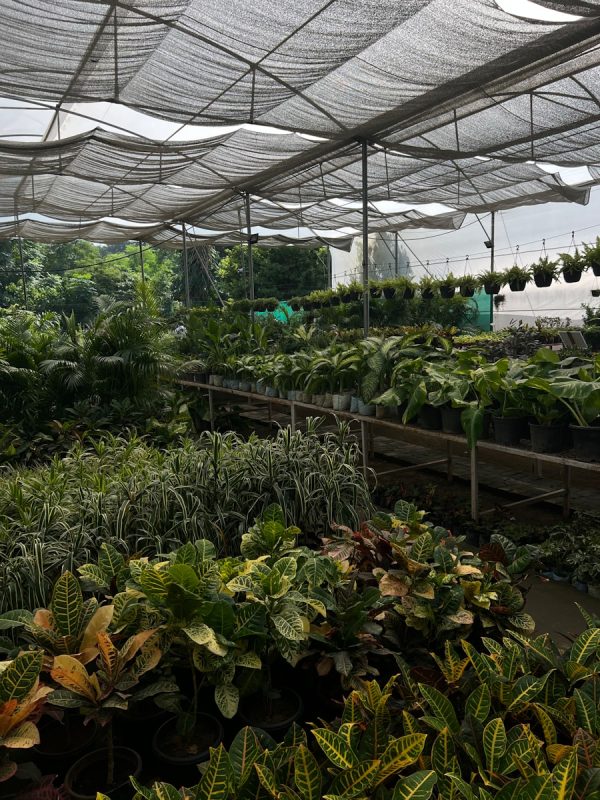 Vật tư nhà kính cho cây tùy từng khí hậu và thổ nhưỡng