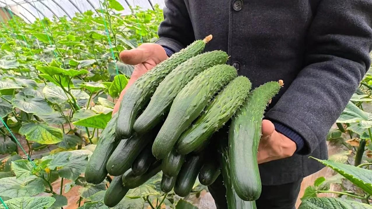Dưa chuột nhà kính không hóa chất