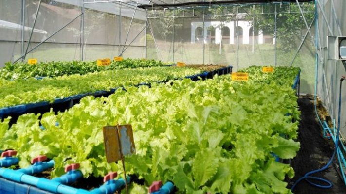 Giải pháp trồng rau mùa mưa